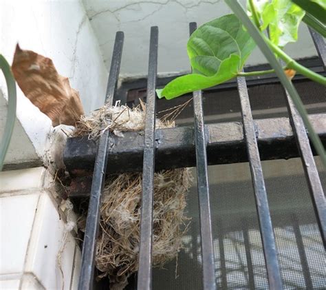 如何讓鳥來築巢|野鳥叫聲好滋擾？家中有野鳥築巢怎麼辦？漁護署教你。